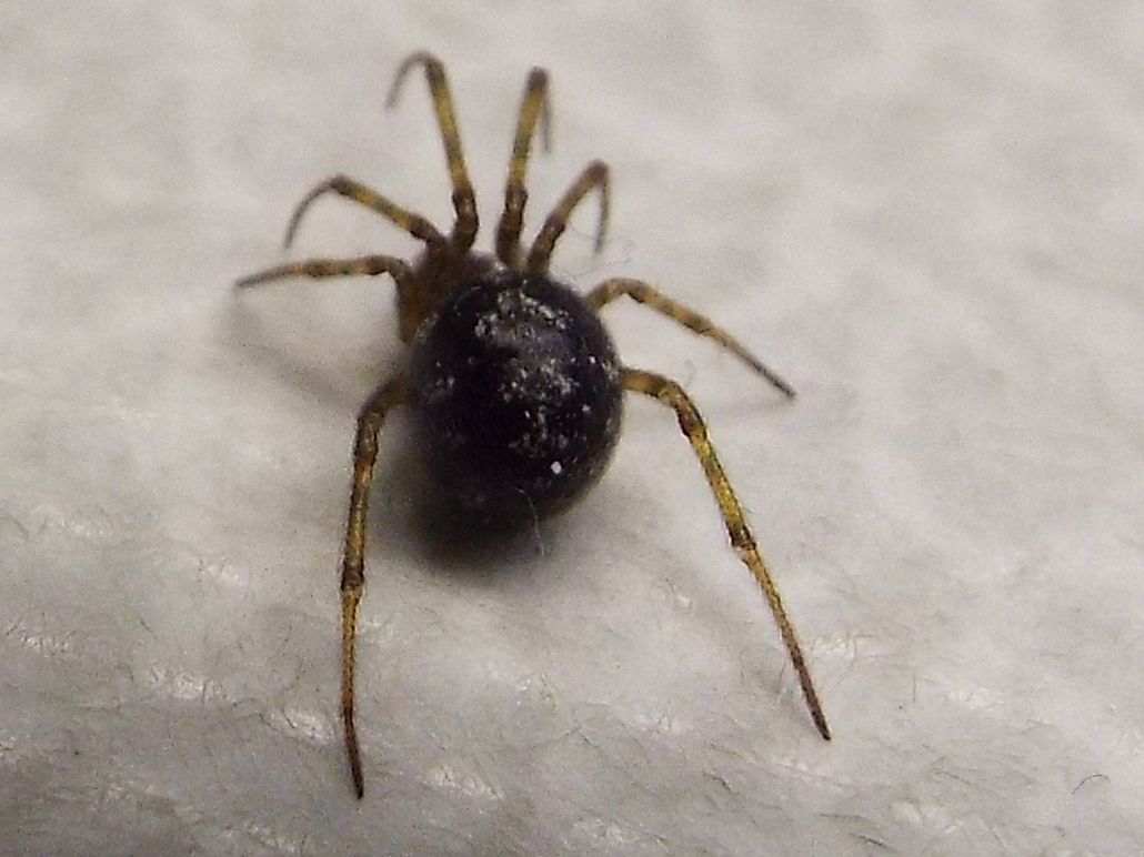 Steatoda triangulosa...strana - Milano
